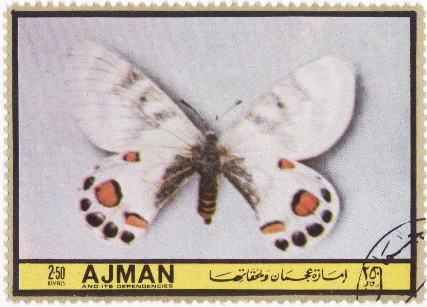 Snow Leopard (Panthera uncia)