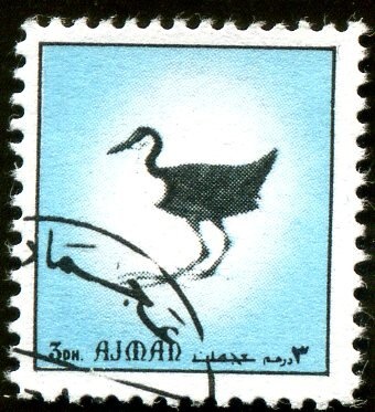 Cypris Morpho (Morpho cypris)