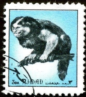 Muskox (Ovibos moschatus)