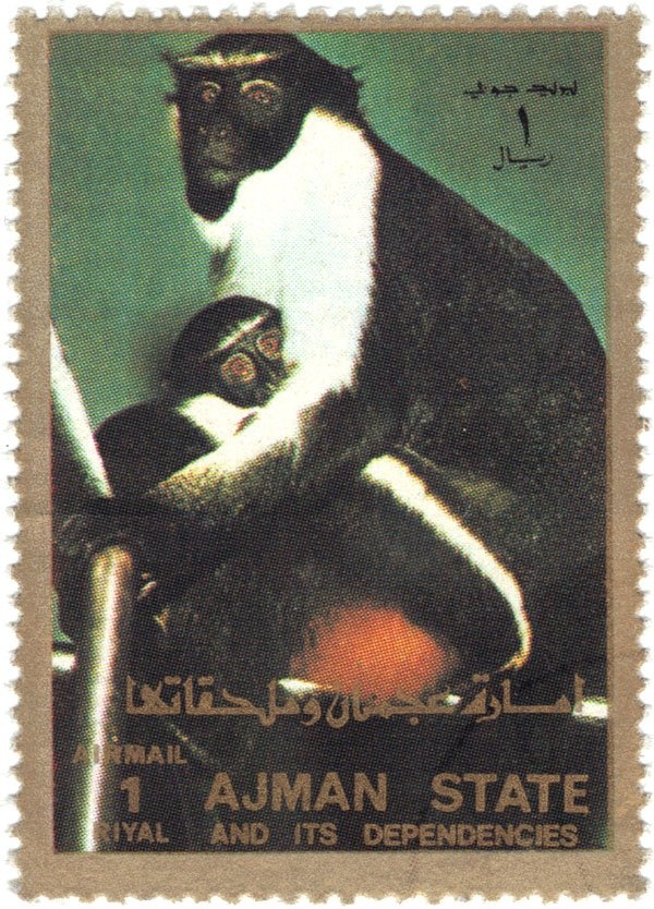 Northern pintail (Anas acuta)