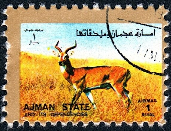 Ring-necked duck (Aythya collaris)