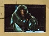 Gregory IX Approving the Decretals