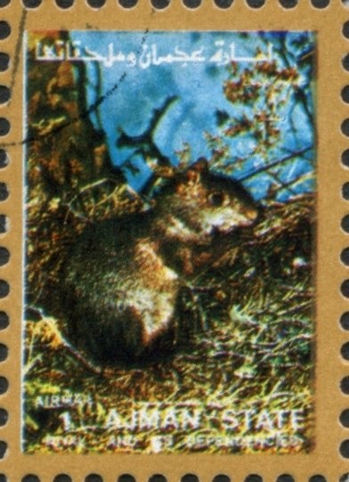 Bufflehead (Bucephala albeola) - male