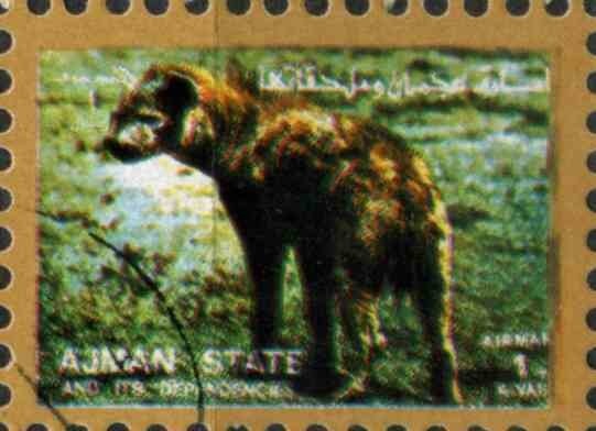 Raccoon (Procyon lotor)