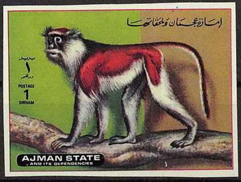 Butterfly (Sykophages achates)