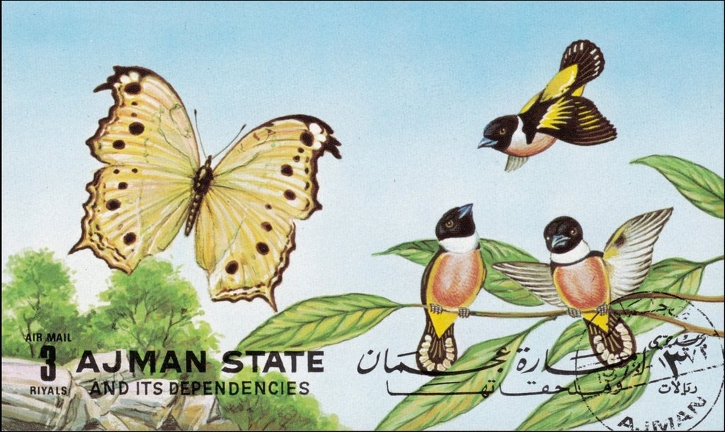 Guanaco (Lama guanicoe)