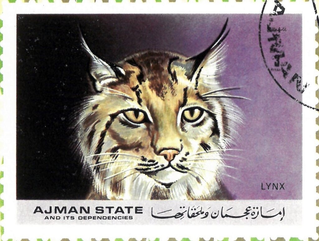 Blue Nile patas monkey (Erythrocebus poliophaeus)