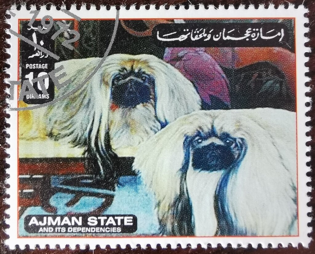 Greater white-fronted goose (Anser albifrons)