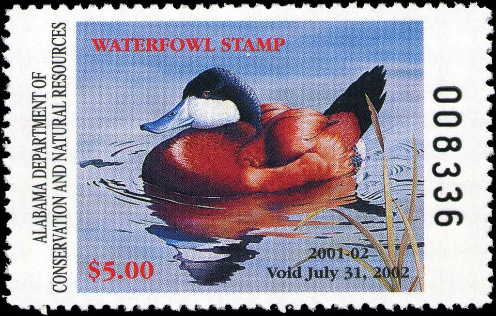 Mallard (Anas platyrhynchos)