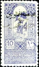 Northern pintail (Anas acuta)