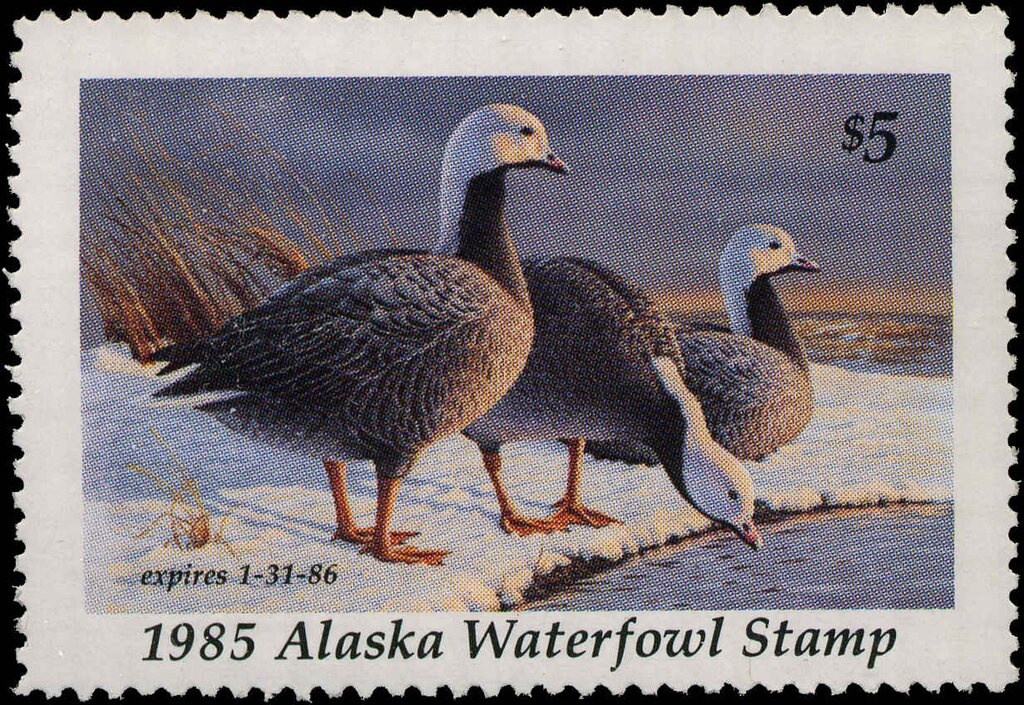 Orange Tip (Anthocharis cardamines)