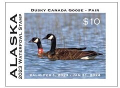 Common poppy (Papaver rhoeas)