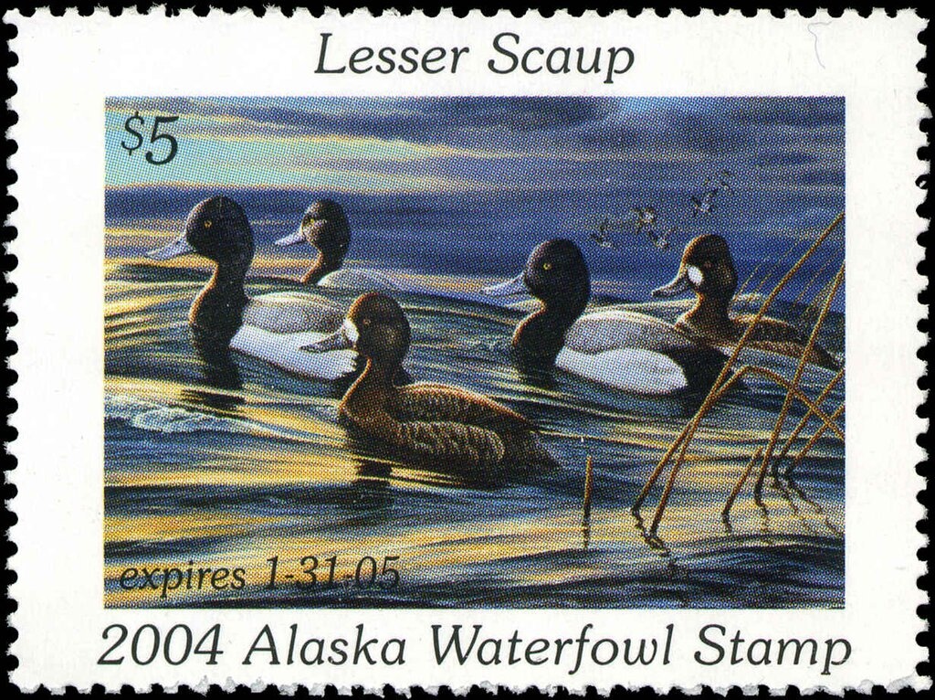 American wigeon (Anas americana)