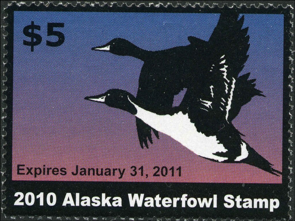 Dalmatian Pelican (Pelecanus crispus)