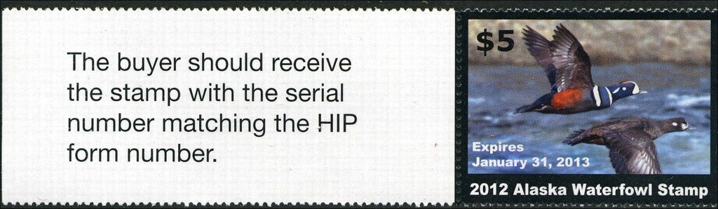 European Badger (Meles meles)