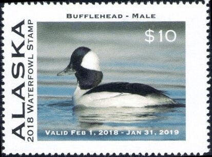 Aleutian cackling goose (Branta hutchinsii leucopareia)