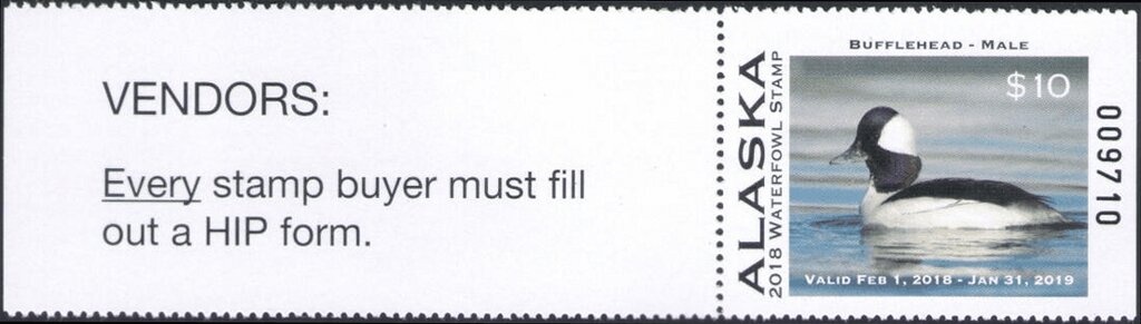 Northern pintail (Anas acuta), mallard (Anas platyrhynchos)