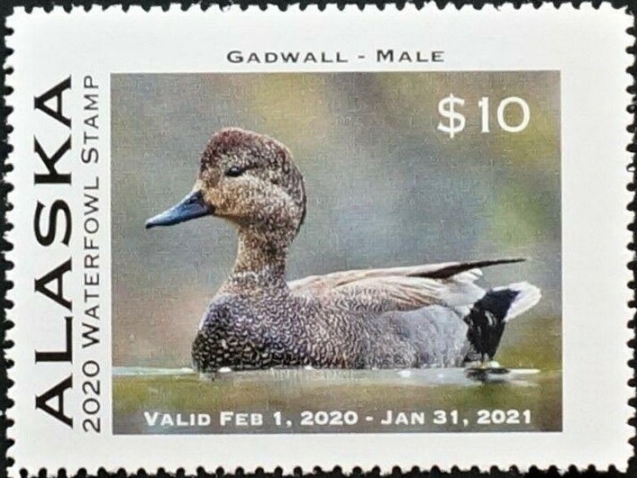 Western Roe Deer (Capreolus capreolus)