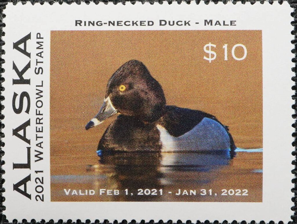 White-winged Tern (Chlidonias leucoptera)