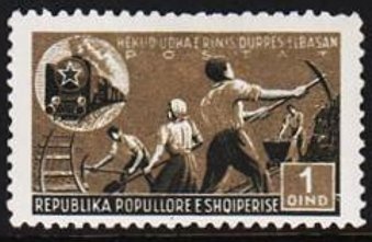 Greater white-fronted goose (Anser albifrons)