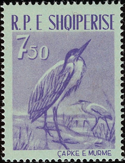 Whooper Swan (Cygnus cygnus)