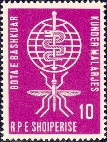 Black Mulberry (Morus nigra)