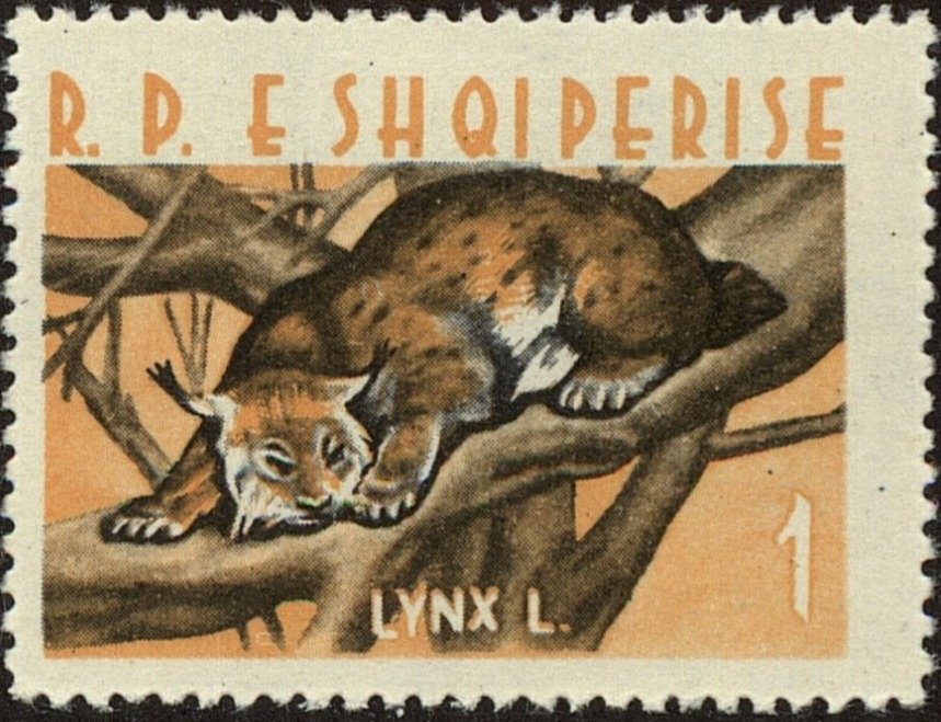 Dalmatian Pelican (Pelecanus crispus)