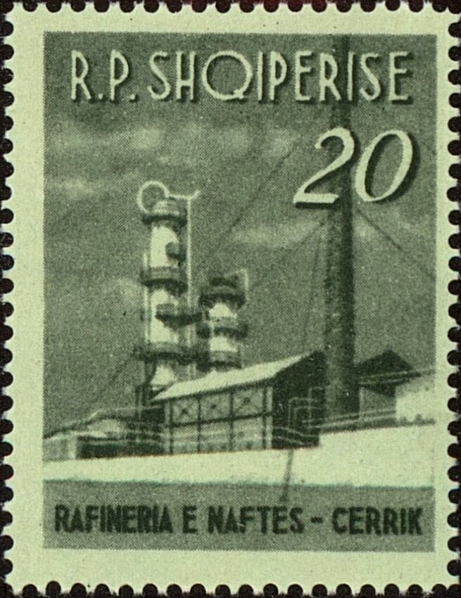 Domestic Cattle (Bos taurus)