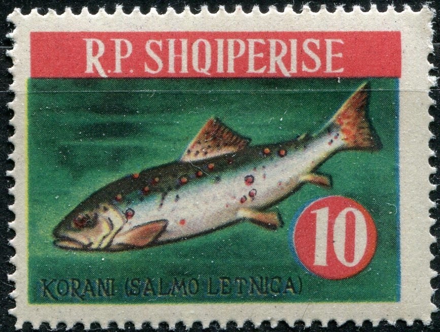 Moorish Wall Gecko (Tarentola mauritanica)