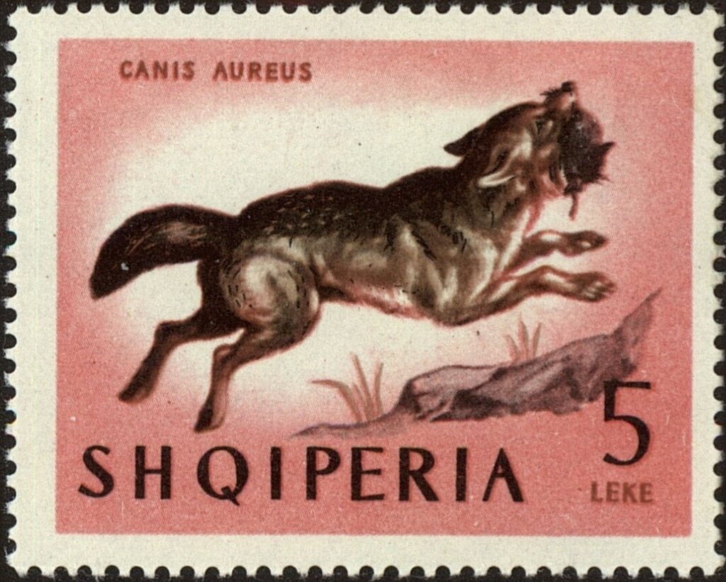 The Partisan Shote Galica by Ismail Lulani