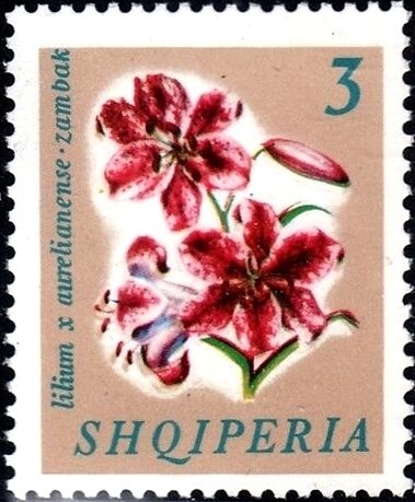 Dusky Canada goose (Branta canadensis occidentalis) - pair