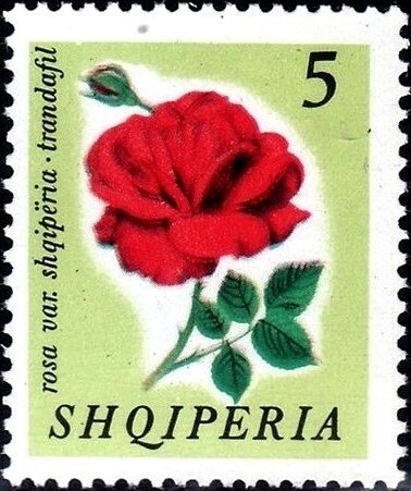 Snow goose (Anser caerulescens)