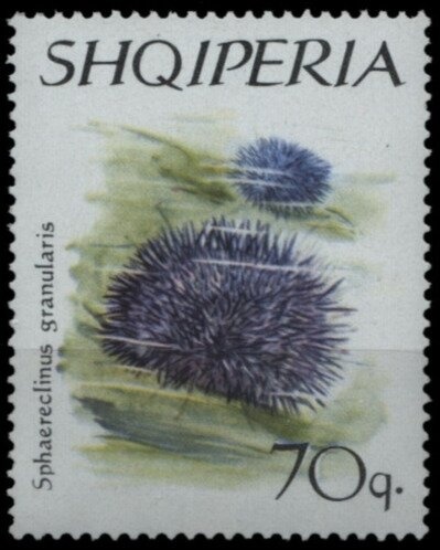 Fan S. Noli (1882-1965), Albanian Writer and Politician