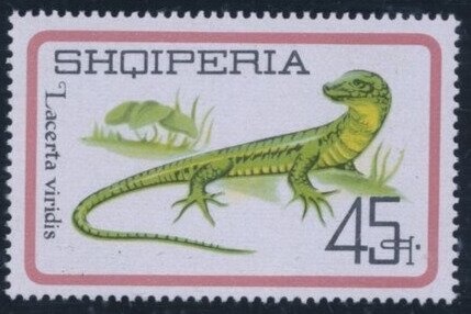 Canvasback (Aythya valisineria)