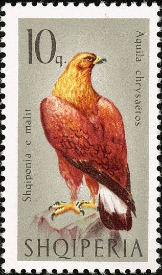 Canada goose (Branta canadensis)