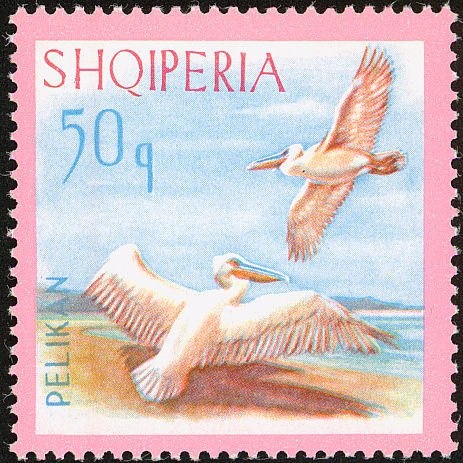 Pine (Pinus spp.), Forester clearing woods