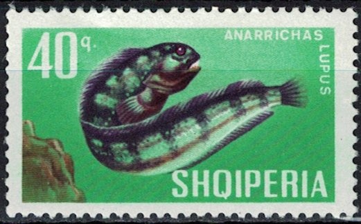 Frang Bardhi (1606-1643), Albanian Catholic bishop