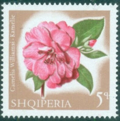 Domestic Goat (Capra hircus)