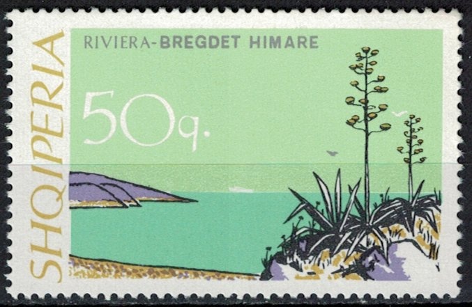 Dianthus caryophylus