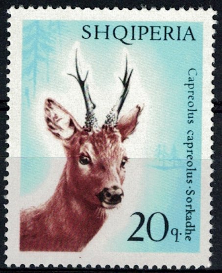 Pacific brant (Branta bernicla nigricans)