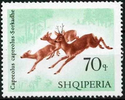 Western Roe Deer (Capreolus capreolus)