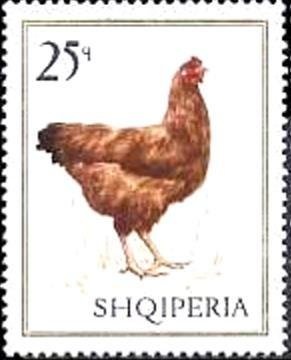 Bird Mosaic, excavated near Apollonia