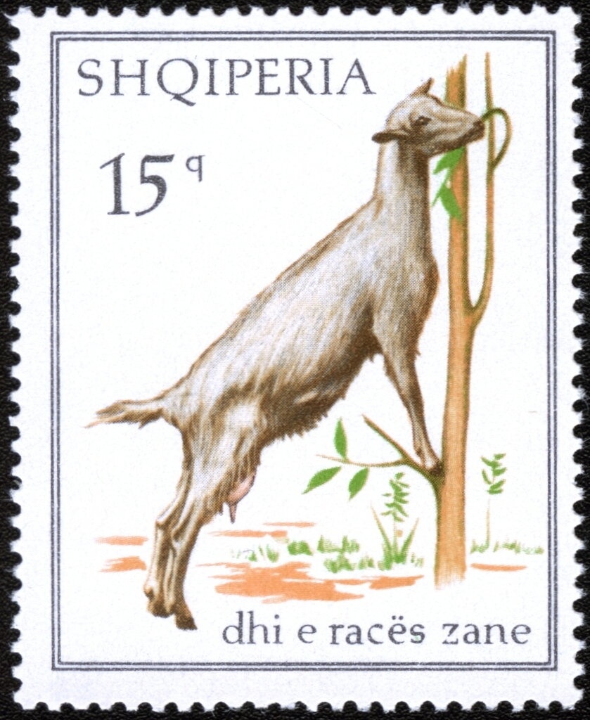 Sheikh Rashid and Arab Horse