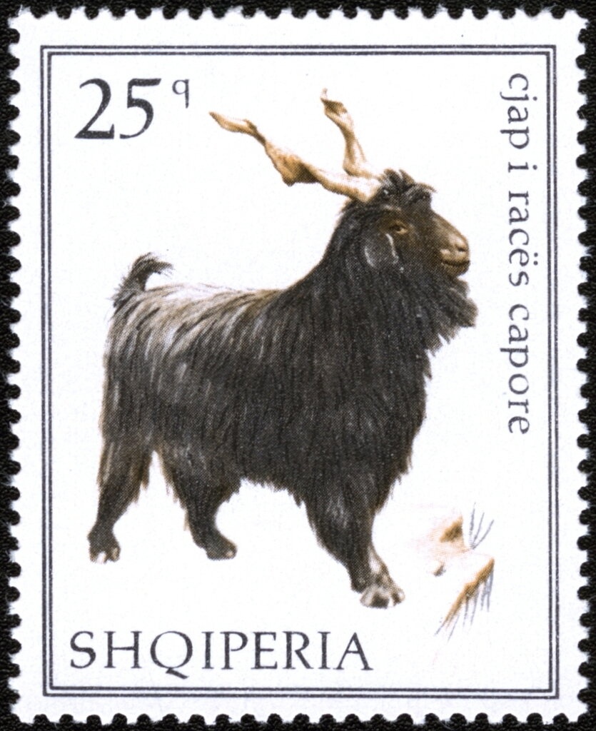 Hen (Gallus gallus domesticus)