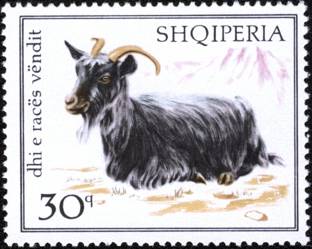 Ladybird (Coccinella sp.), with 5 spots, on flower