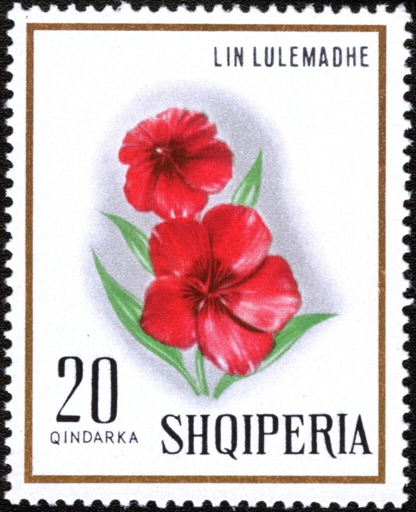 Lesser scaup (Aythya affinis)