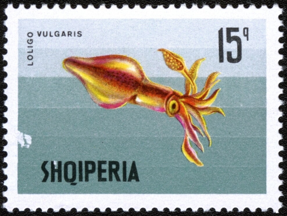 Common sage (Salvia officinalis)