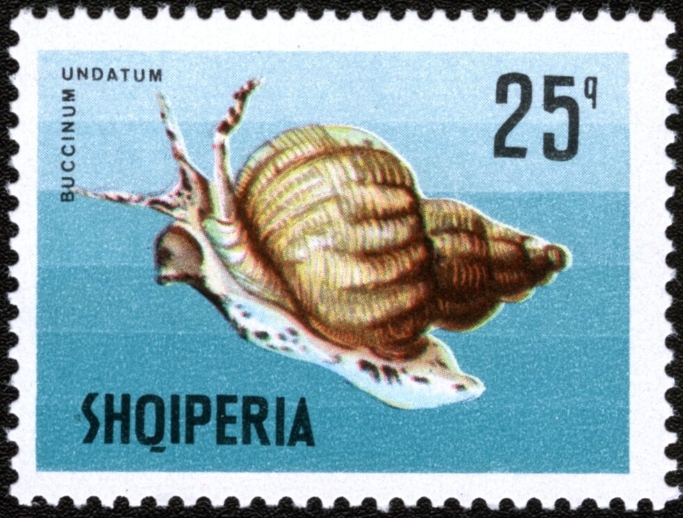 Wild Boar (Sus scrofa)