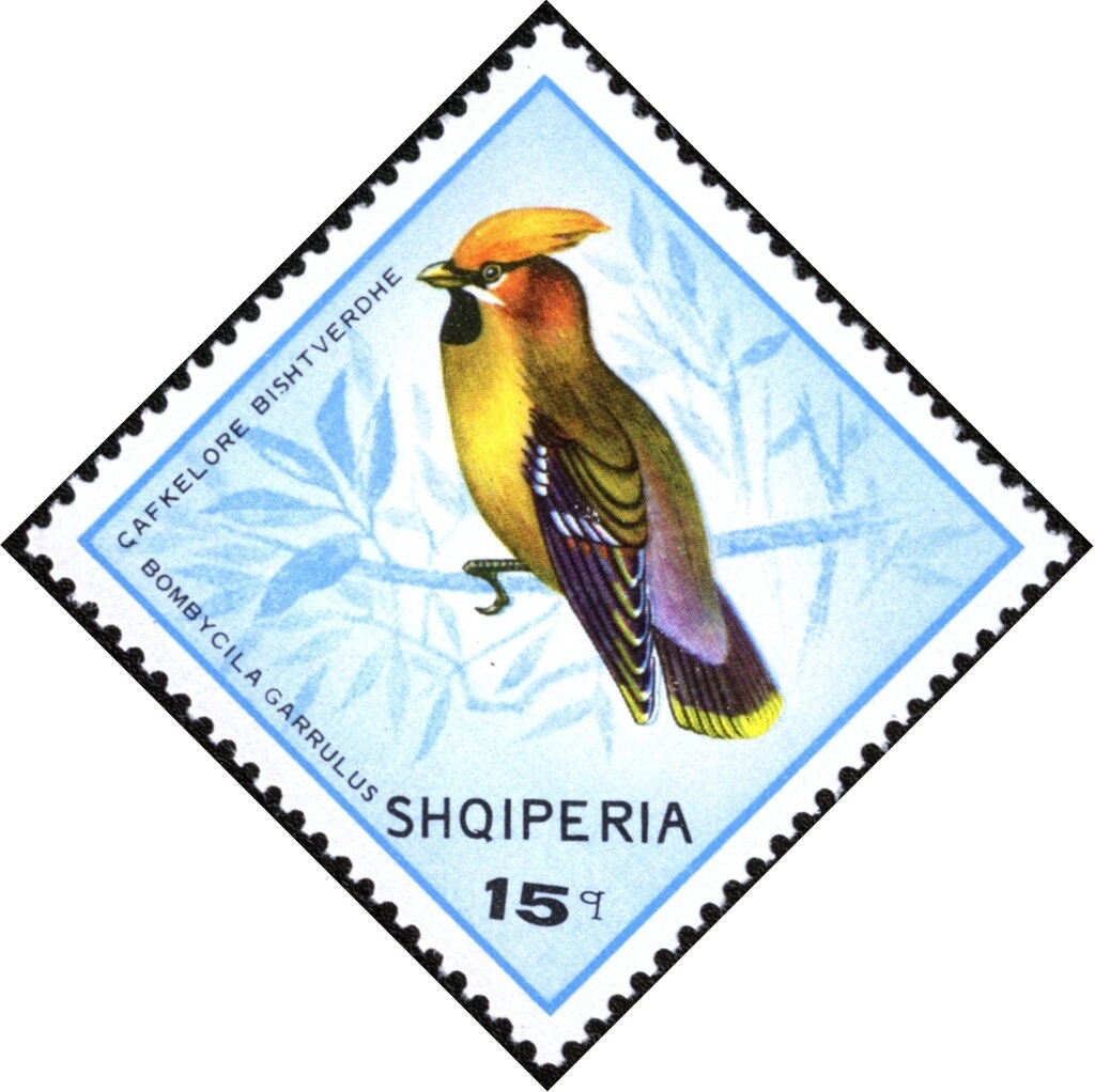 Western Capercaillie (Tetrao urogallus)