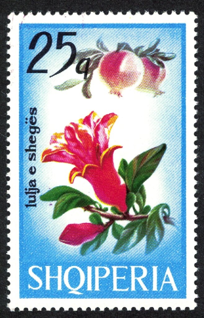 Barrow's goldeneye (Bucephala islandica)